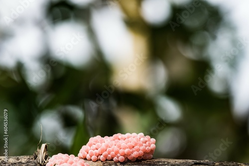 golden snail egg