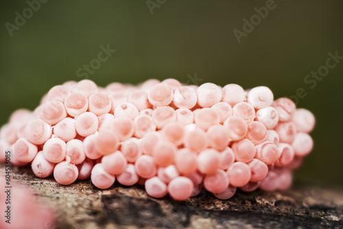 golden snail egg