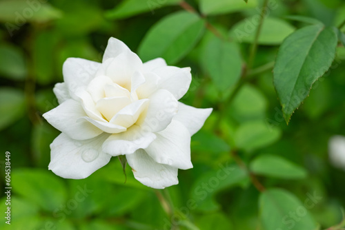 雨上がりに綺麗に咲く白いバラ