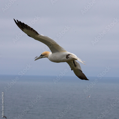 gannet in flight © tracey