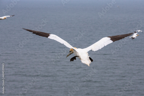 gannet in flight