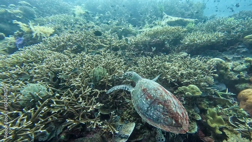 Underwater view of hawksbill sea turtle in natural habitat on coral reef in coral triangle of Indo-Pacific ocean of Timor-Leste, Southeast Asia