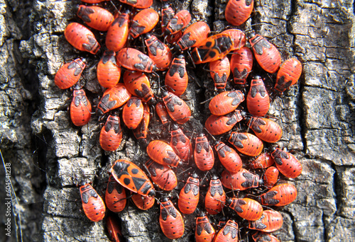 Colony of beetles Pyrrhocoris apterus on a tree trunk photo
