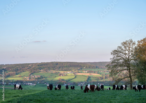 Wallpaper Mural black and white cows in dutch province of south limburg near epen in the netherlands Torontodigital.ca