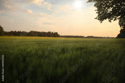 Feld - Wolken - Landschaft - Kornfeld - Ecology - Corn - Field - Nature - Concept - Environment - Golden - Sunset - Clouds - Beautiful - Summer - Landscape - Background - Harvest - Green - Bio