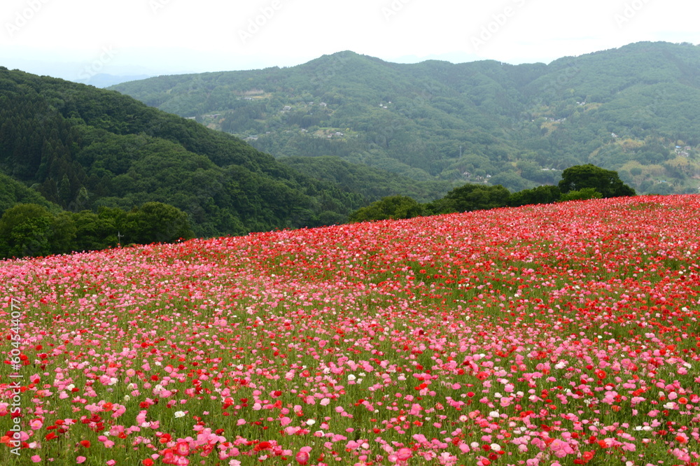 ポピーと山 ポピーと山