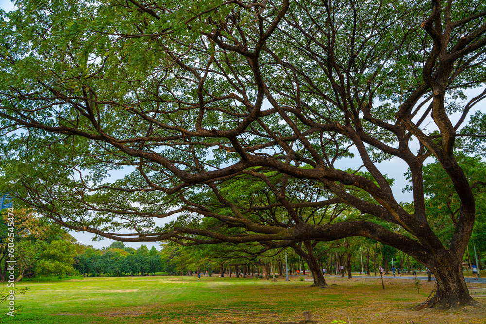 Green meadow grass with tree in city public park fresh air in downtown Green meadow grass with tree in city public park fresh air in downtown