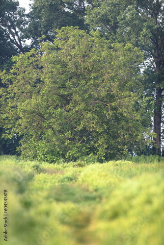 piccola quercia photo