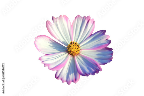 pink cosmos flower isolated on white background.