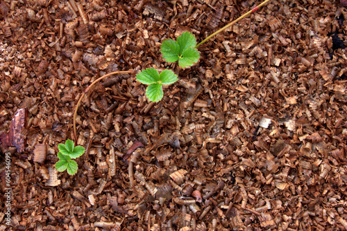 Young offshoots of a strawberry bush on a wet sawdust bedding after watering