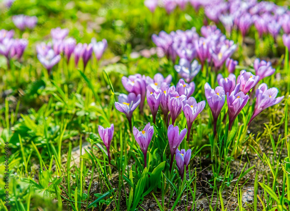 purple crocus flowers in spring purple crocus flowers in spring