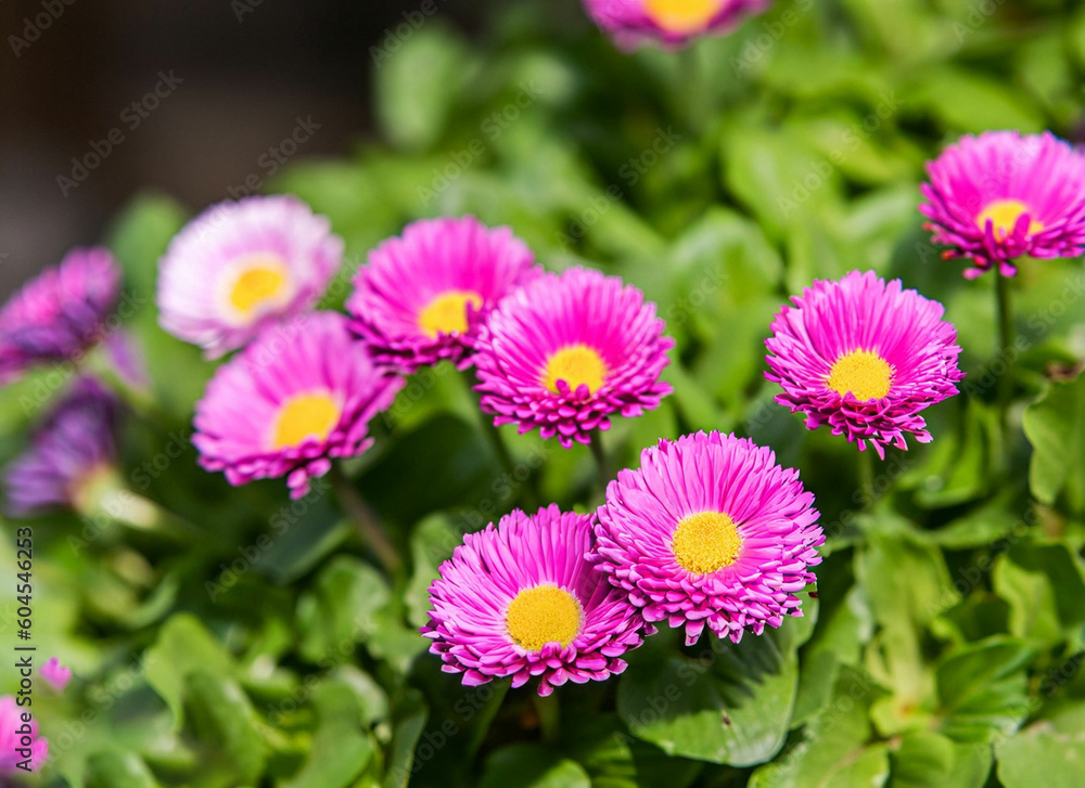 Obraz premium pink flowers in the garden