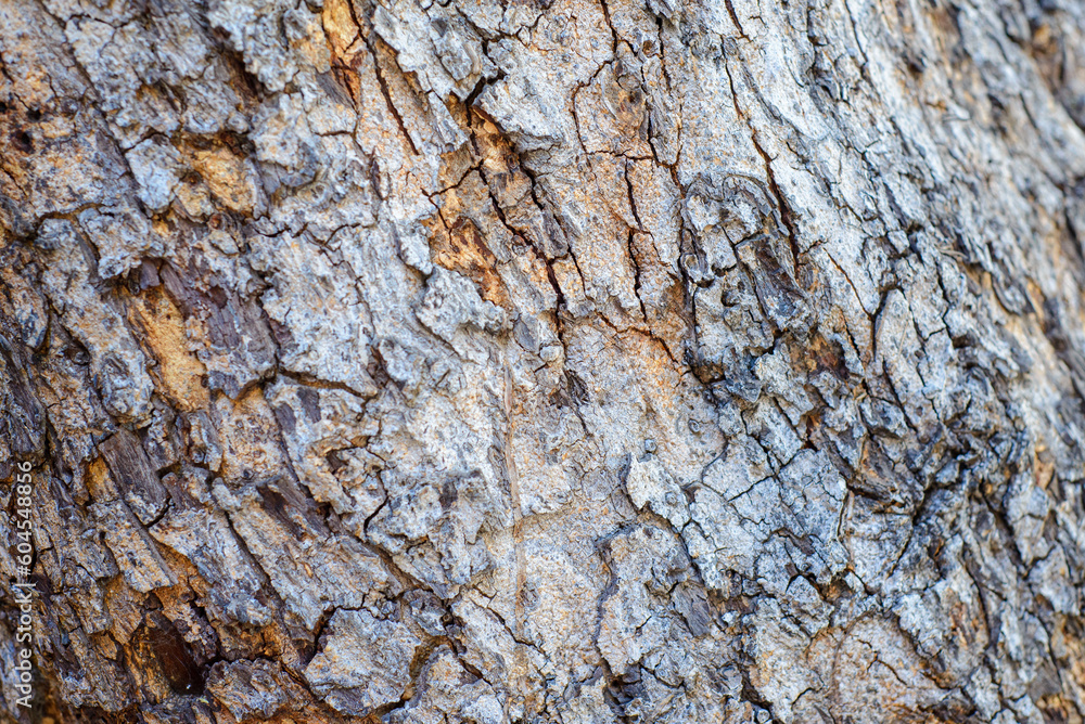 Texture of the bark of a tree. Background. Texture of the bark of a tree. Background.