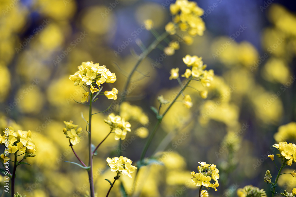 Rapeseed. Brassica napus. are blooming in sunny summer day. yellow flower, isolated on blurred natural background. agriculture, in Europe or Asia. floral background. growing in the field, soft focus Rapeseed. Brassica napus. are blooming in sunny summer day. yellow flower, isolated on blurred natural background. agriculture, in Europe or Asia. floral background. growing in the field, soft focus