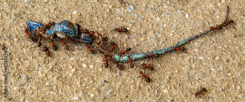 Group of ants carrying dead lizard  cement background