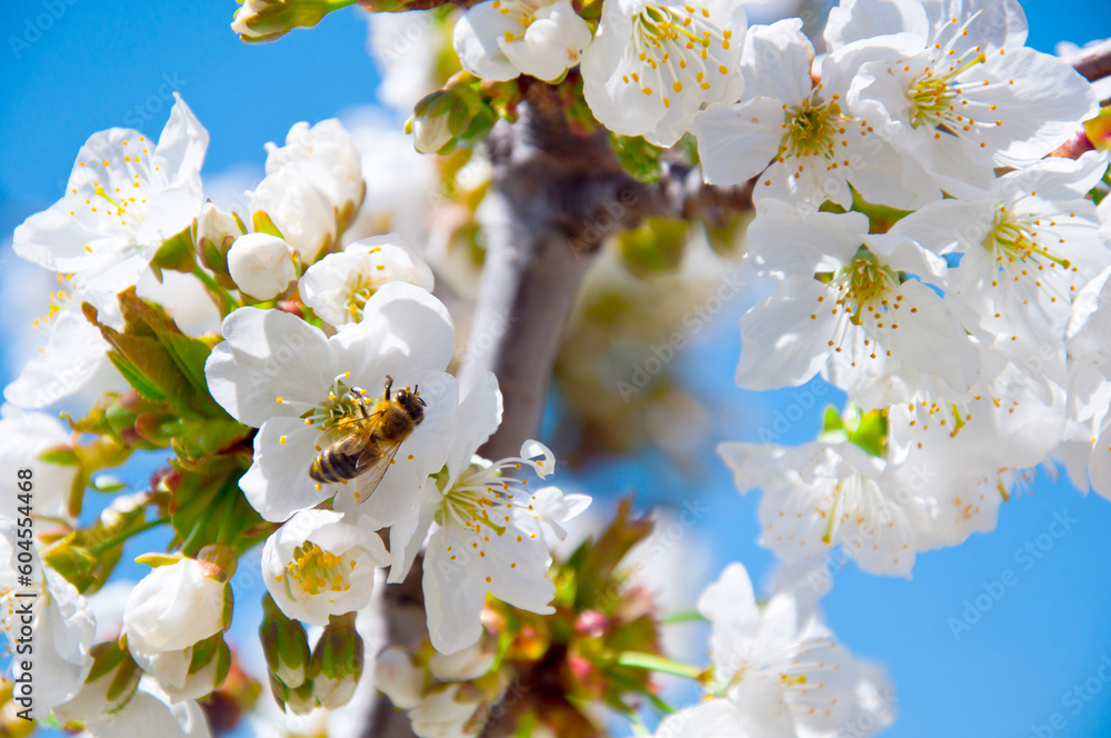Obraz premium Bee on a flower.