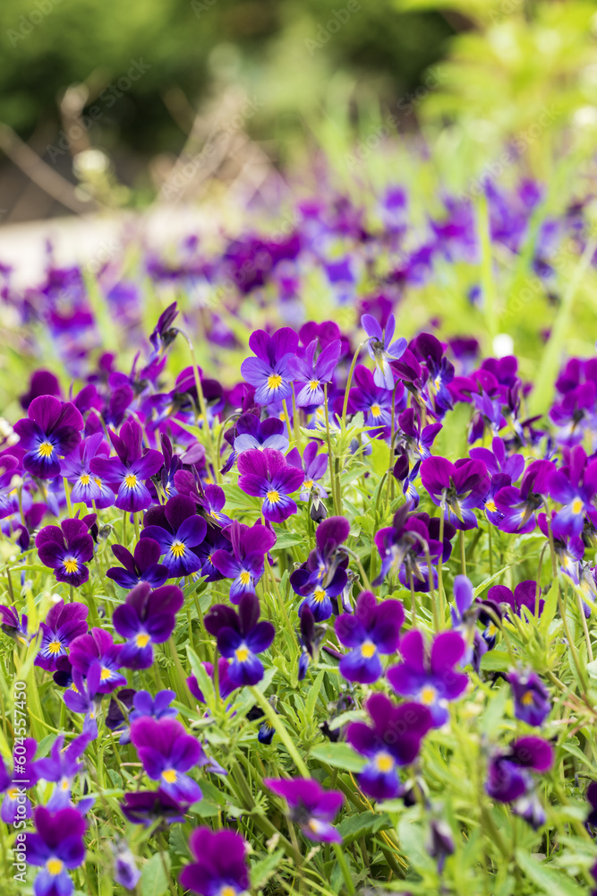 Purple pansy flowers in the garden Purple pansy flowers in the garden