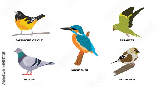 Set of birds flat vector illustration. Bird collection of Baltimore oriole, Pigeon, Kingfisher, Parakeet and Goldfinch. Flat cartoon vector illustration isolated on white background