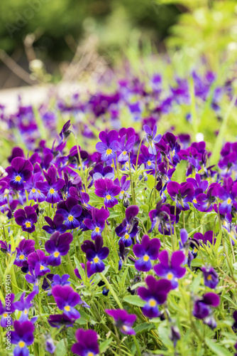 Purple pansy flowers in the garden