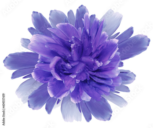 Purple  flower  on  isolated background with clipping path. Closeup. For design.  Transparent background.  Nature. © nadezhda F