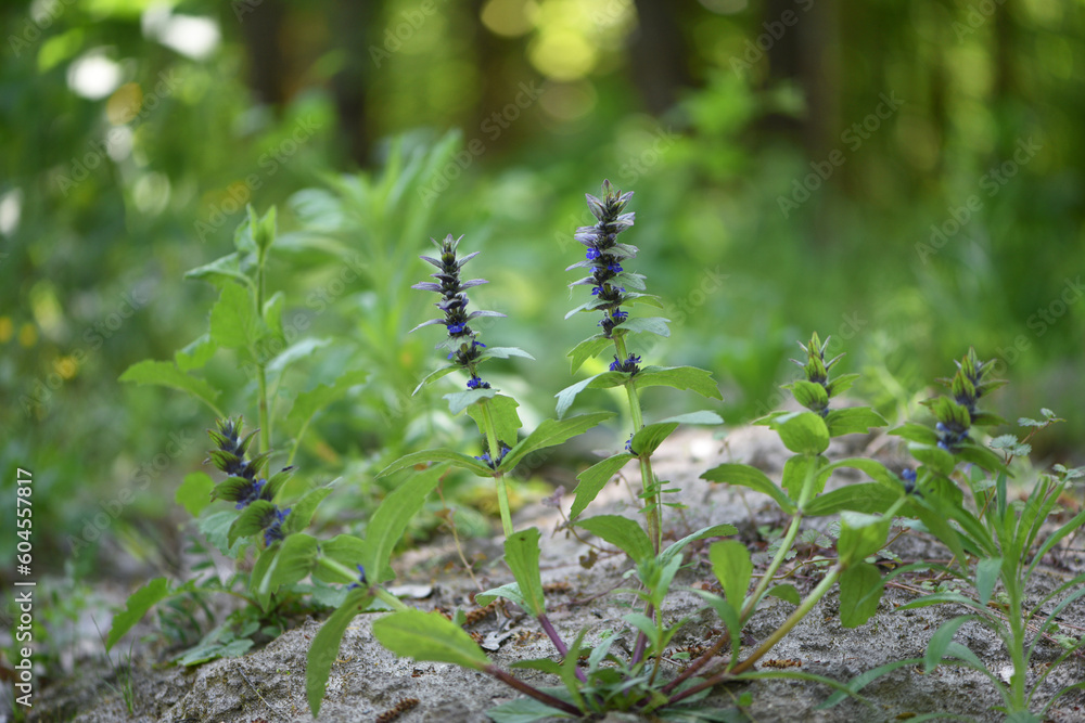 Ajuga. sage blue. Ajuga reptans, or carpet horn, is a blue-flowered perennial plant that grows in Mediterranean meadows. European wildflowers. background of blue meadow flowers in green grass close up