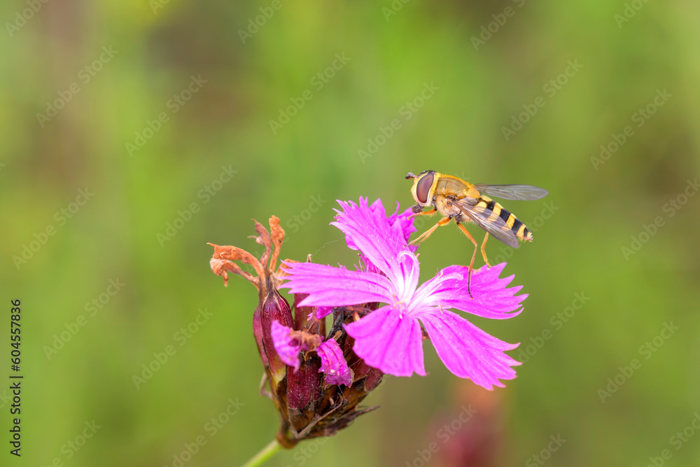 Syrphus ribesii - Hoverfly on Dianthus carthusianorum Syrphus ribesii - Hoverfly on Dianthus carthusianorum