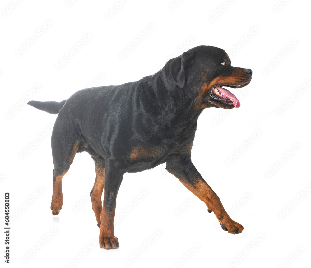 Fototapeta premium rottweiler in studio