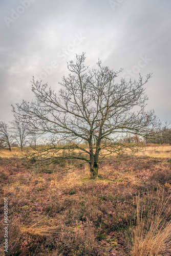 Bare tree in the foreground in a Dutch dune and heath area. The photo was taken on a cloudy day at the beginning of the winter season.