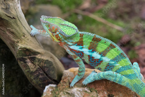 uno splendido esemplare di camaleonte pantera dai molteplici colori, il mimetismo nei camaleonti