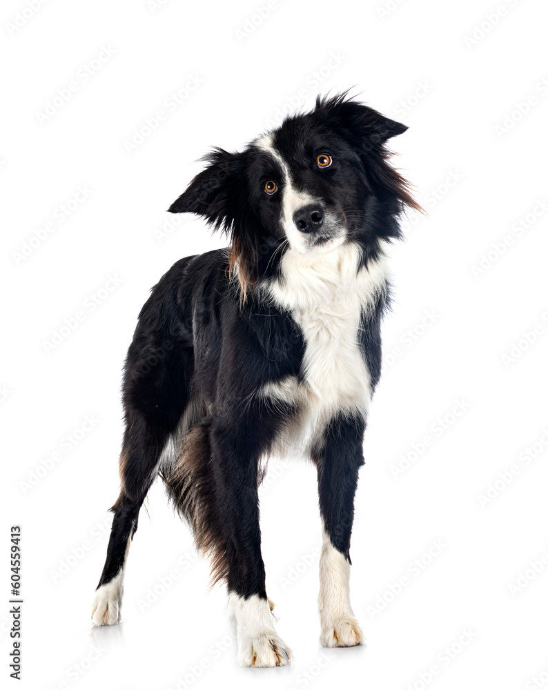 border collie in studio