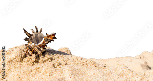 shells of sea snail on sand on a transparent background. png