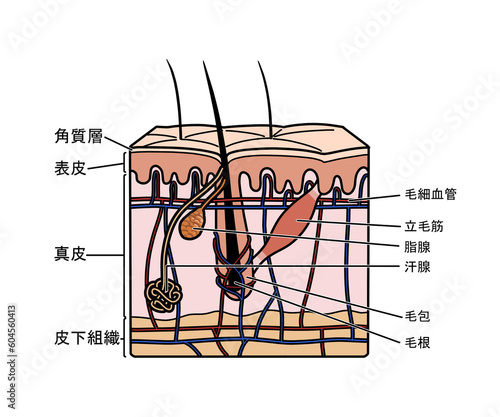 皮膚の解剖 photo