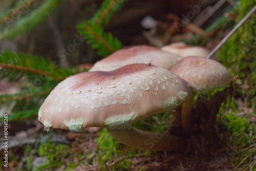 chestnut mushroom in the forest - Hypholoma lateritium