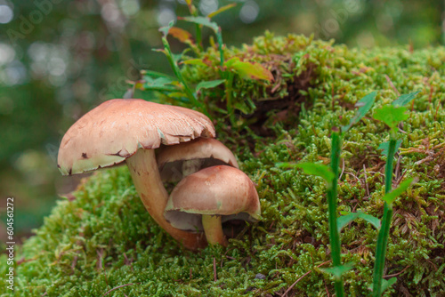 chestnut mushroom in the forest - Hypholoma lateritium photo