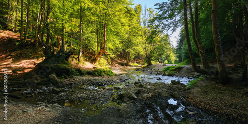 brook in the woods. outdoor nature scenery. sunny weather