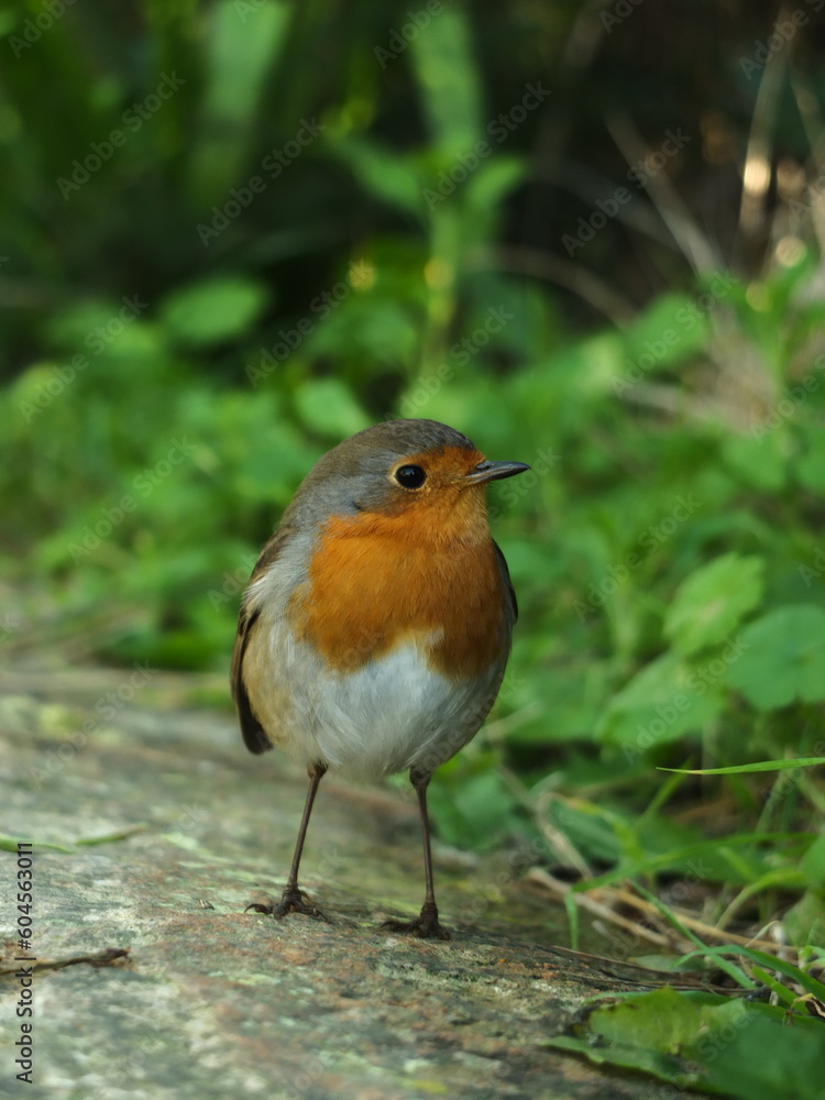 Fototapeta premium Photo of a beautiful bird in nature