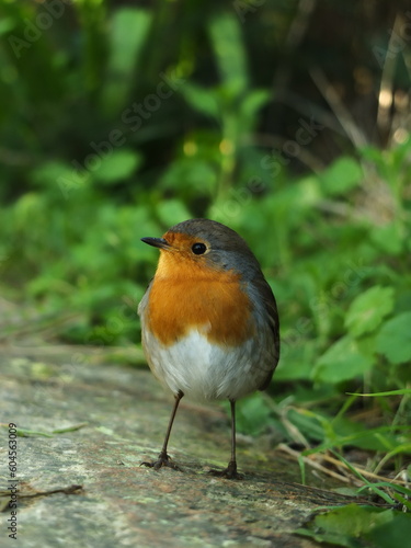 Photo of a beautiful bird in nature