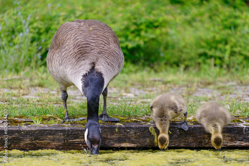 Canada goose and goslings drinking. Branta canadensis.