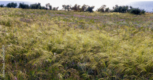 Feather-grass steppe in summer in arid eastern Crimea