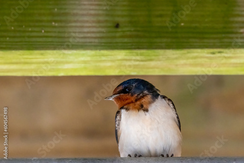 swallow perched
