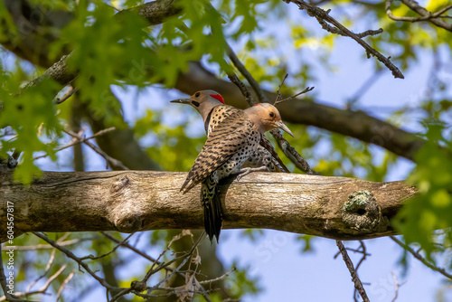 northern flicker on a branch