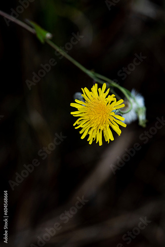 봄이 지나기전에