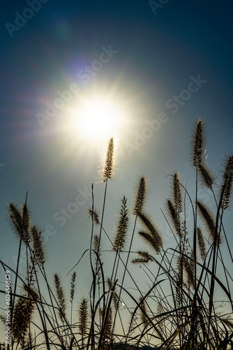 어느 봄날 갈대에서