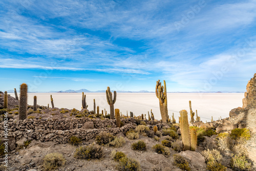 Cactus island in the salar de uyuni in the bolivian altiplano