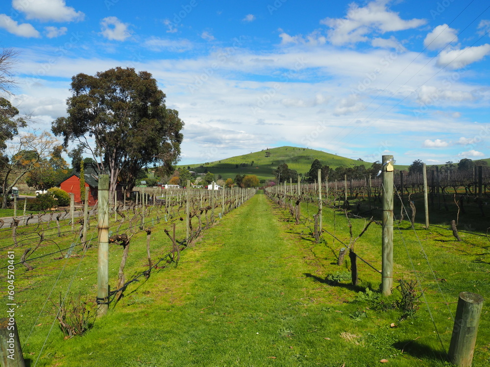 Vineyard at Yarra Valley, Melbourne Vineyard at Yarra Valley, Melbourne