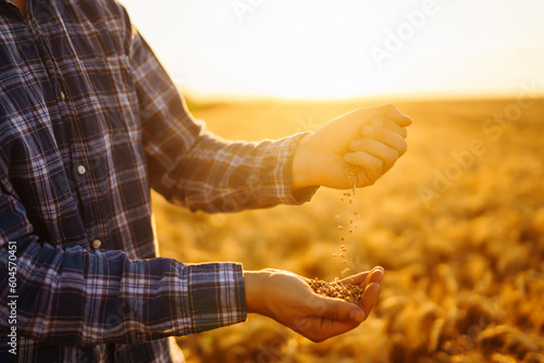 The Hands Of A Farmer Holding a Handful Of Wheat Grains In A Wheat Field. Growth nature harvest.