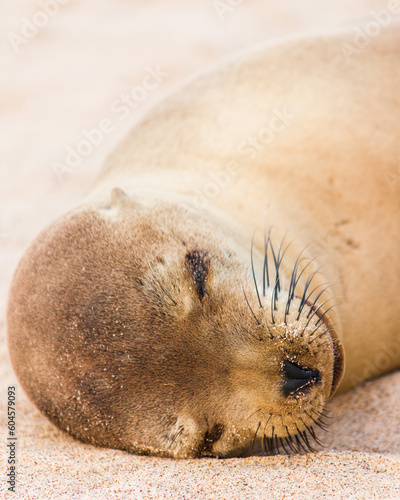 Galapagos sea lion (Zalophus wollebaeki) sleeping on the beach, Espanola Island, Galapagos, Ecuador