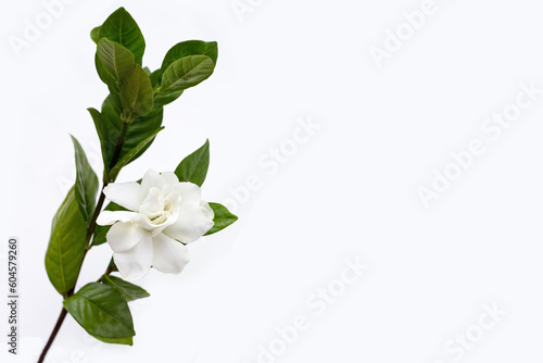 Fotografie Cape jasmine or garden gardenia flower