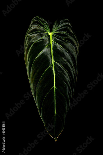 Philodendron Melanochrysum 