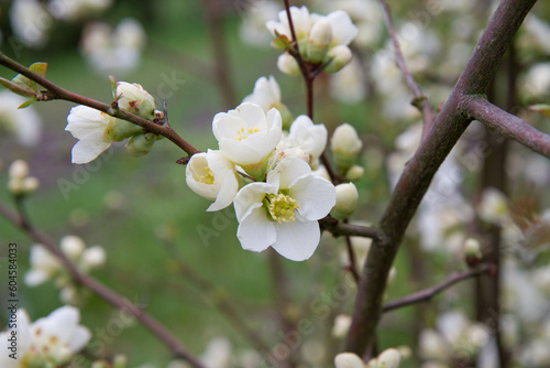 Quince flowers blooming in a garden